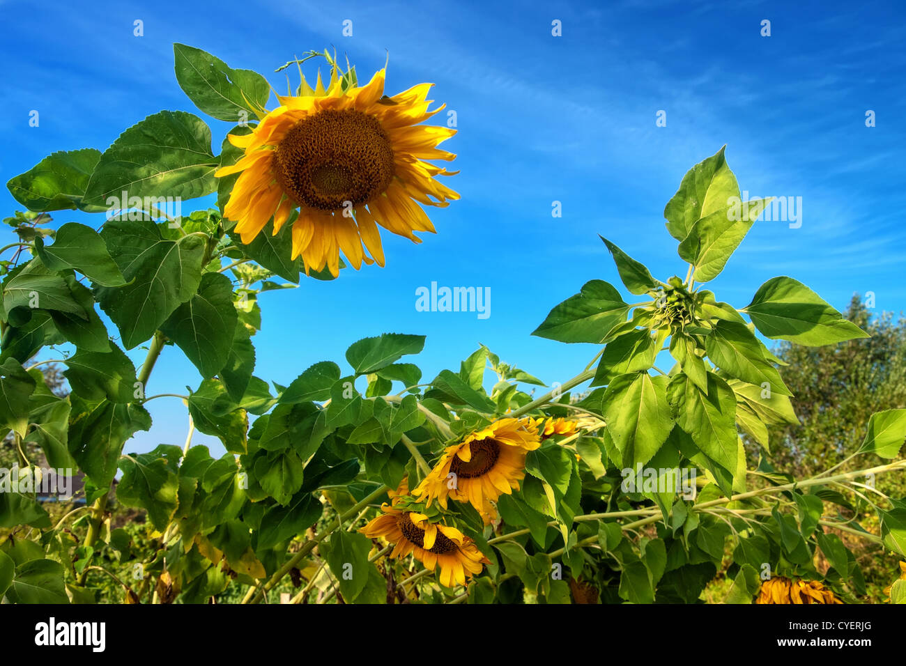 Sunflowers on the field behind blue sky Stock Photo - Alamy