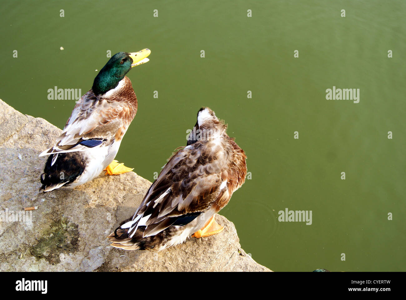 The ducks in the pond Stock Photo - Alamy