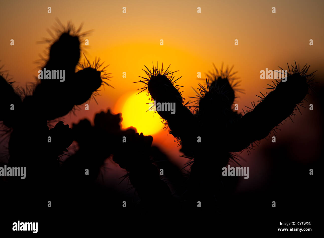 Sunset in desert cactus hi-res stock photography and images - Alamy
