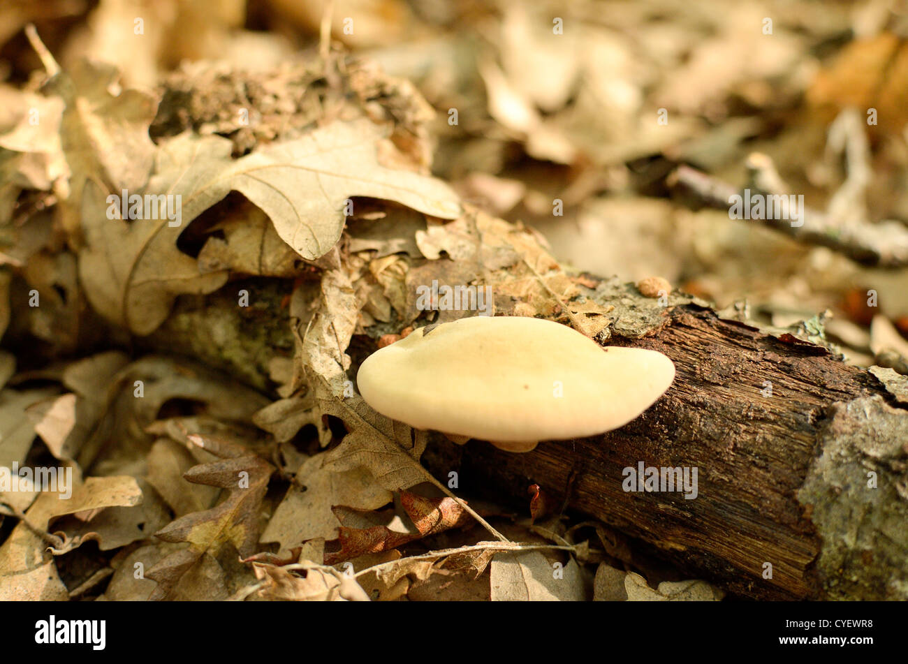 Wild mushrooms in Italy in an autumnal day Stock Photo