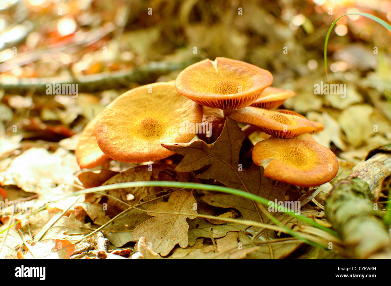 Wild mushrooms in Italy in an autumnal day Stock Photo