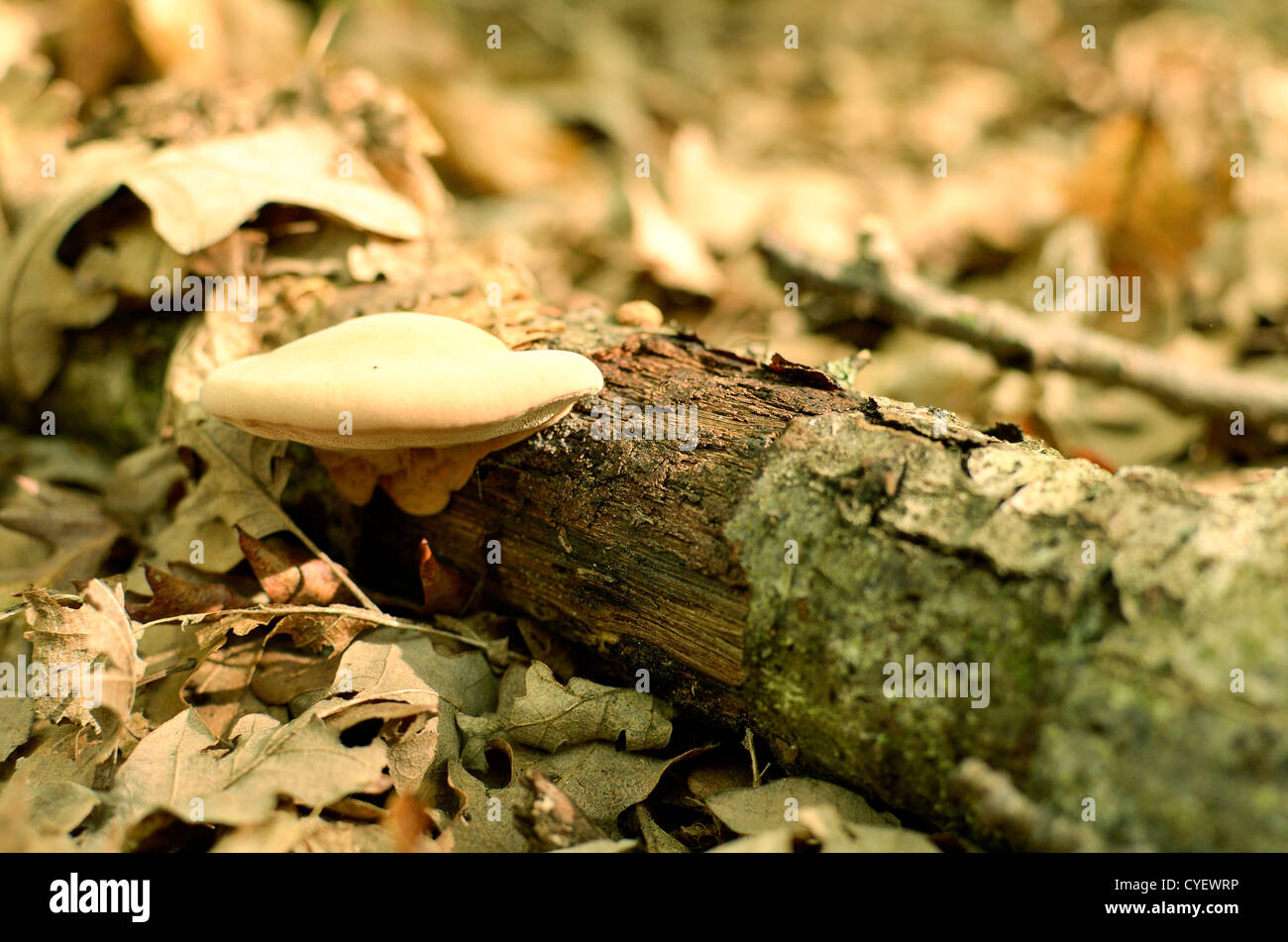 Wild mushrooms in Italy in an autumnal day Stock Photo