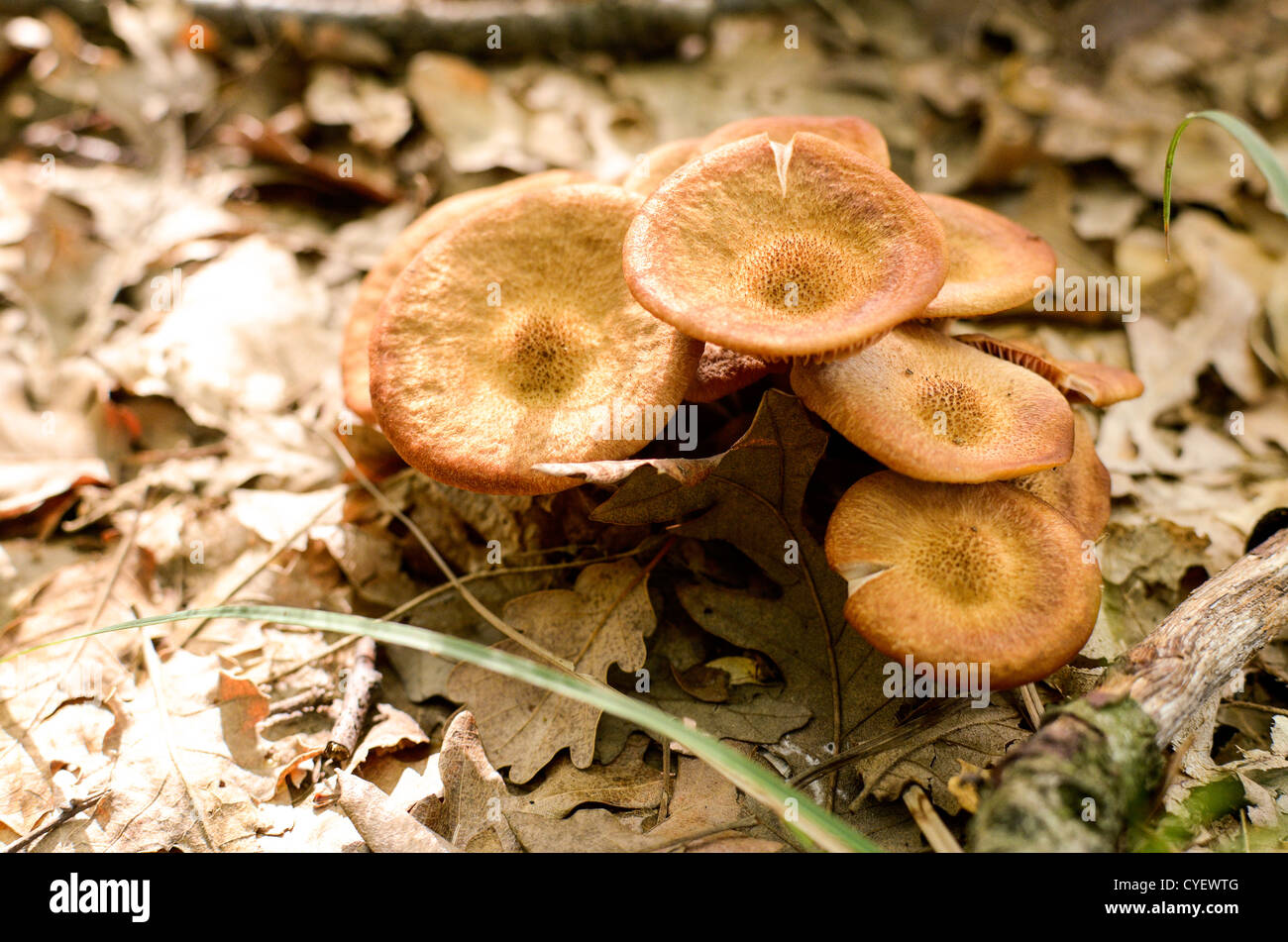 Wild mushrooms in Italy in an autumnal day Stock Photo
