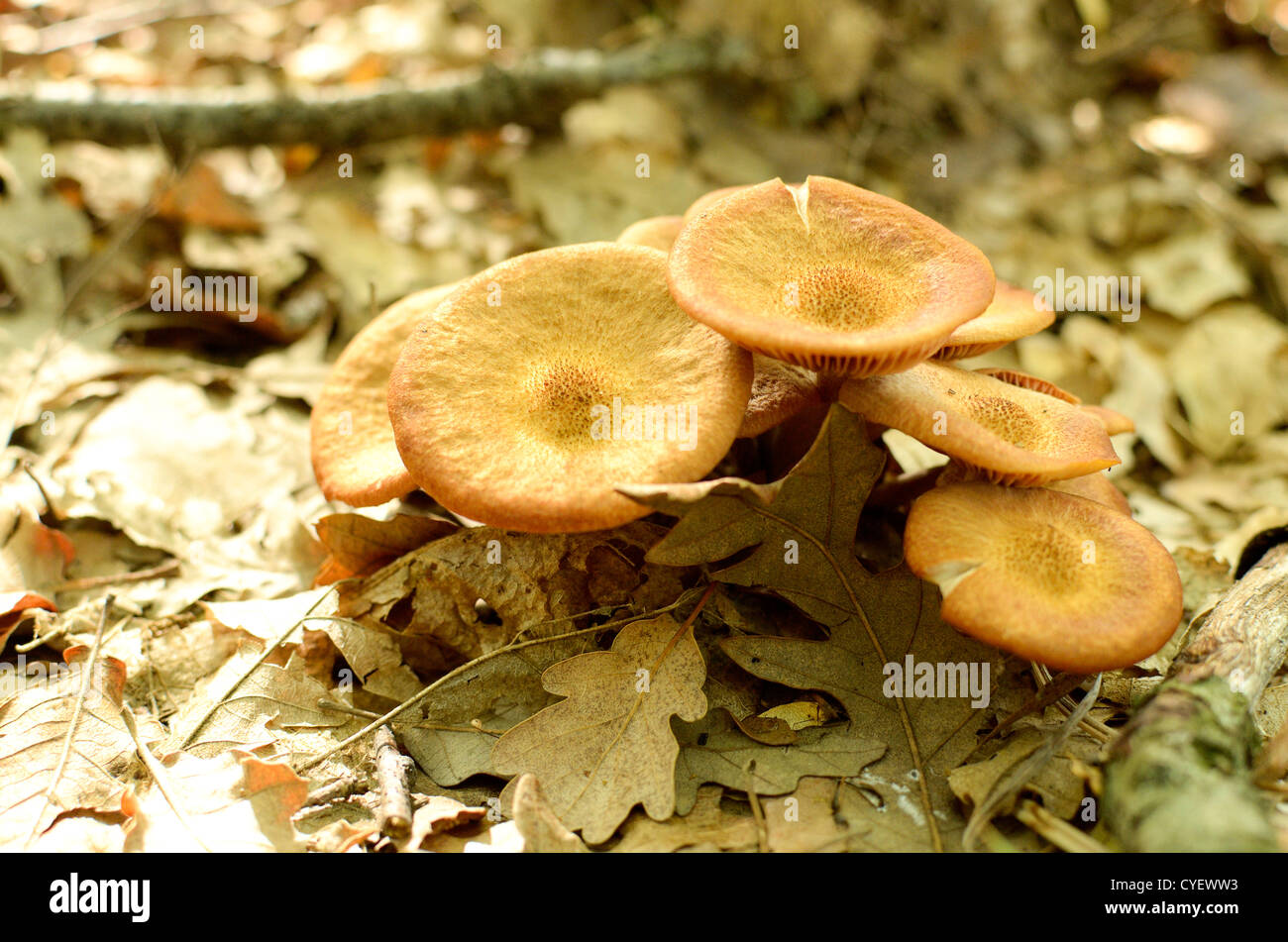 Wild mushrooms in Italy in an autumnal day Stock Photo