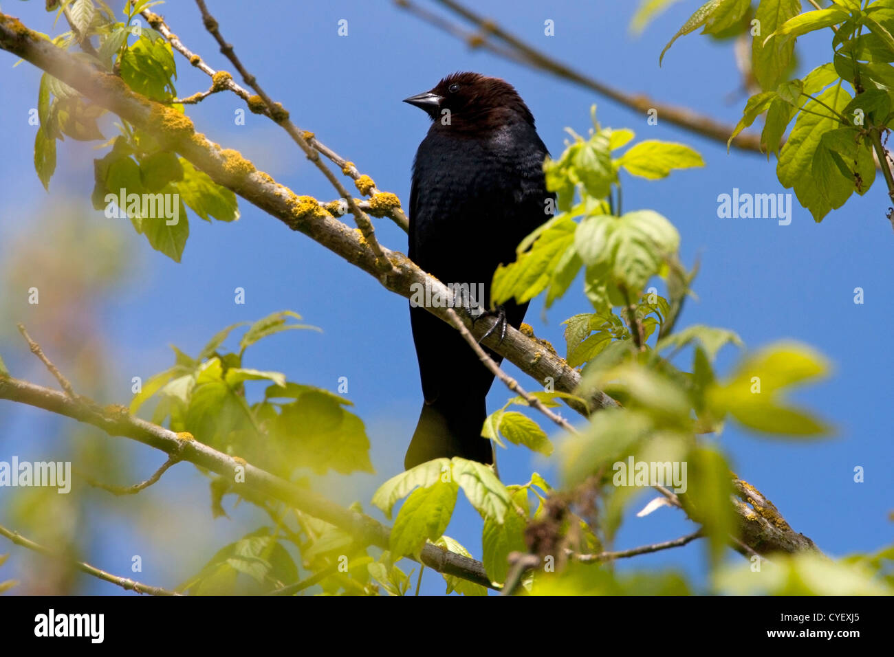 Brown-headed Cowbird (Molothrus ater) male perched on a branch in tree at Buttertubs Marsh, Nanaimo, BC, Canada in May Stock Photo