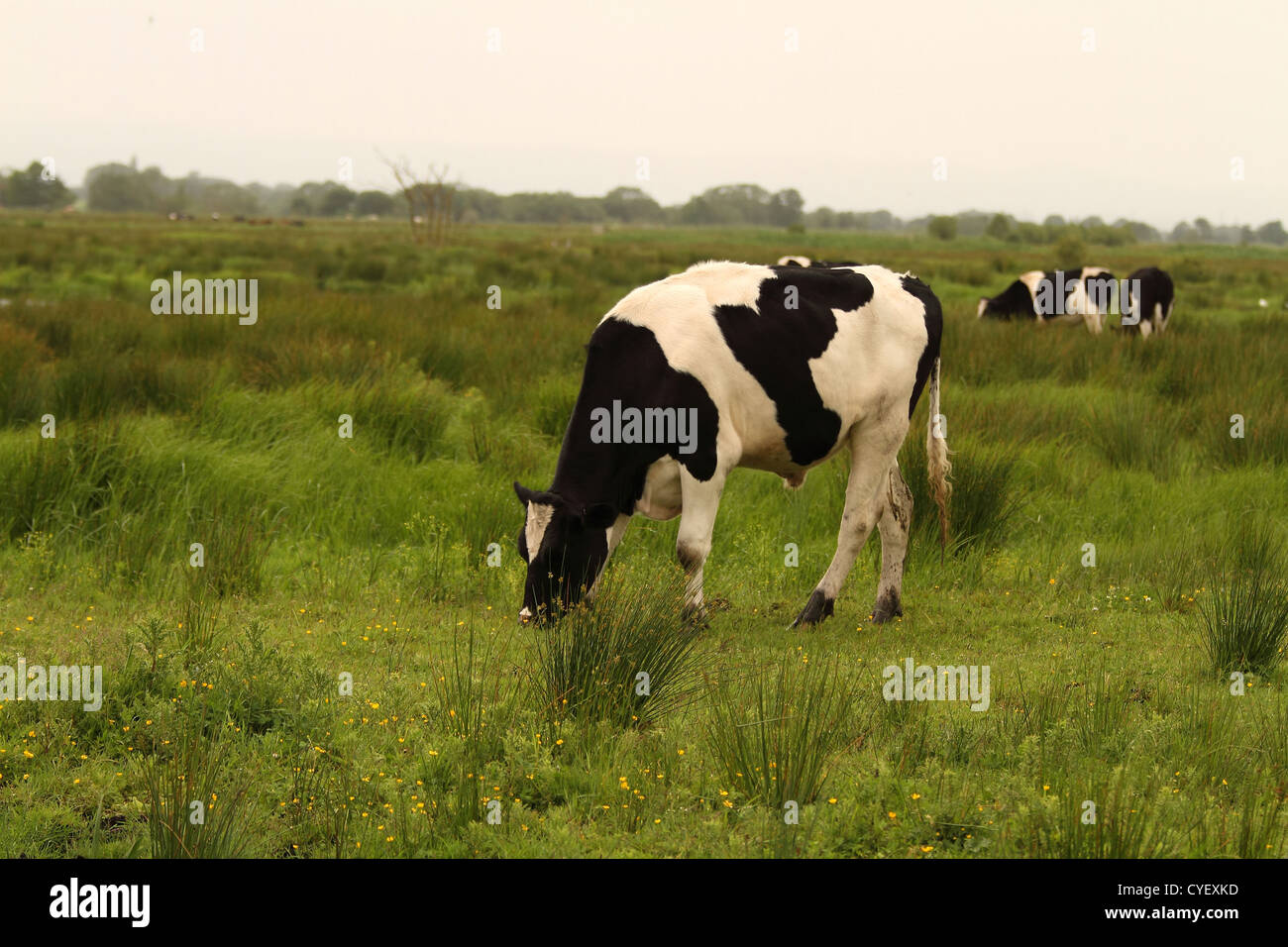 Grazing cow at Greylake nature reserve Stock Photo