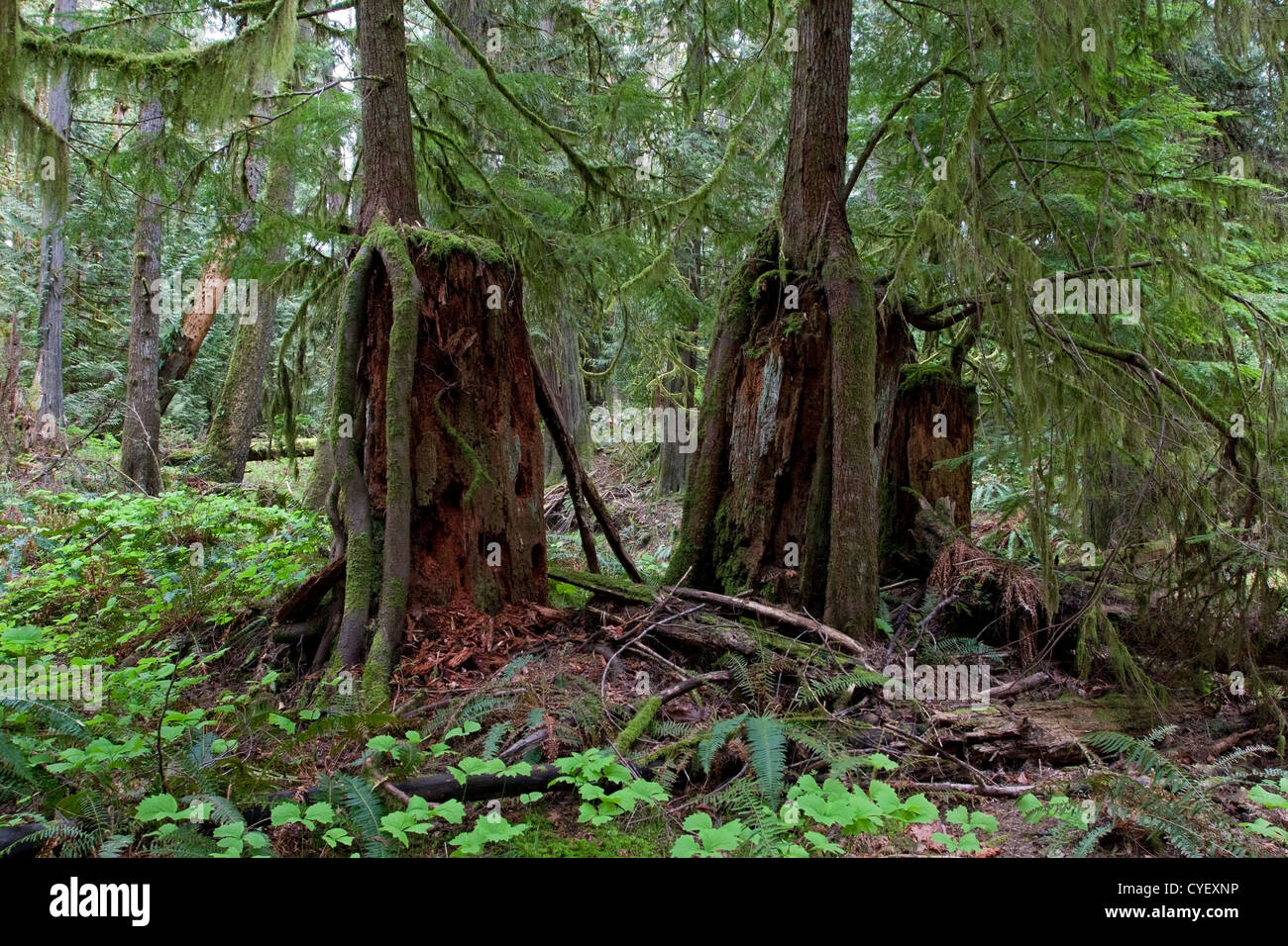 Douglas fir canada and roots hires stock photography and images Alamy