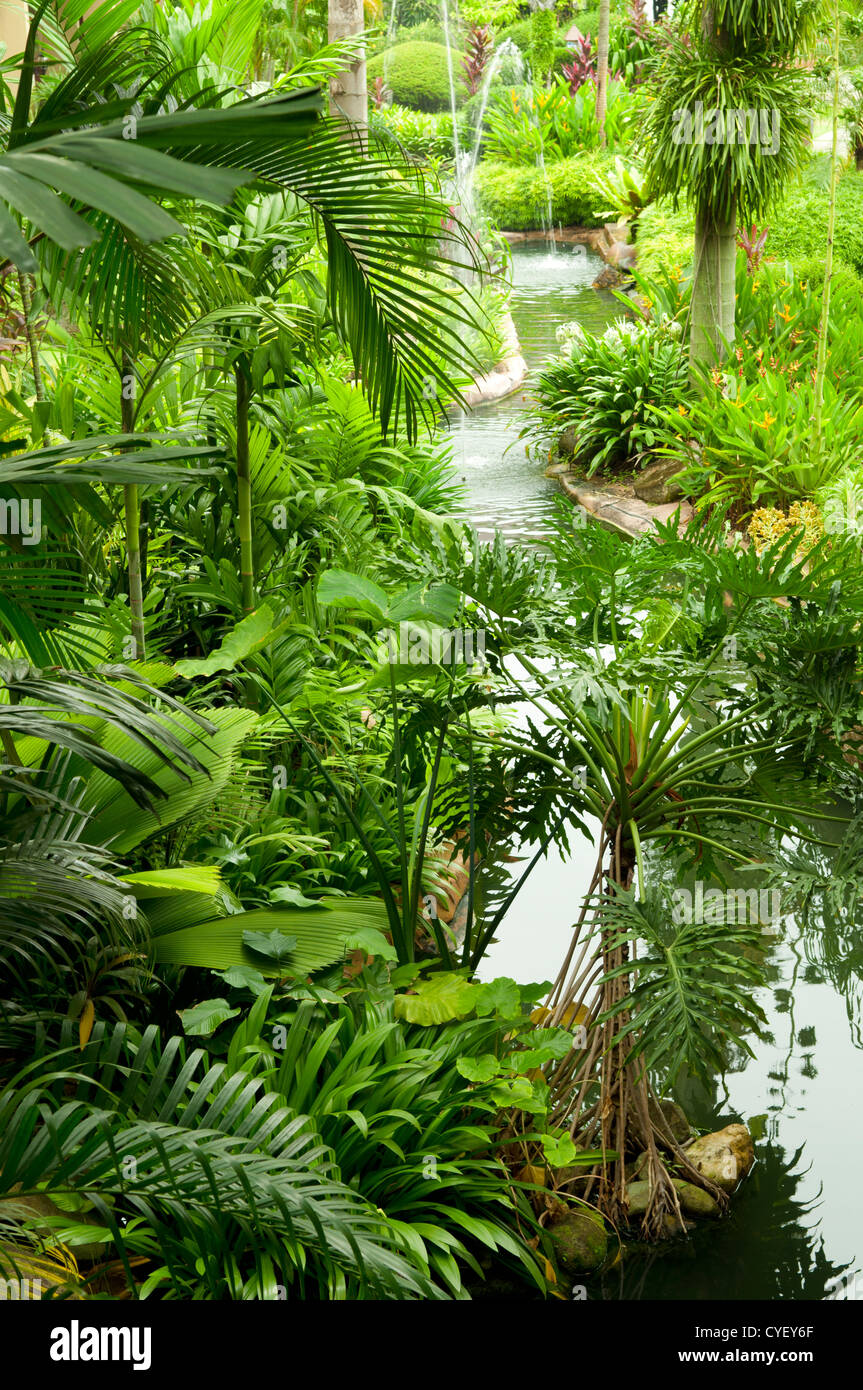 Tropical cultivated plants hi-res stock photography and images - Alamy