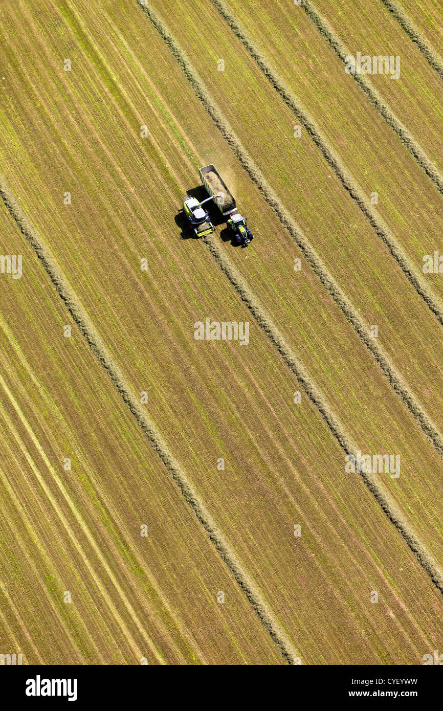 The Netherlands, Barneveld. combine harvester harvesting grass to