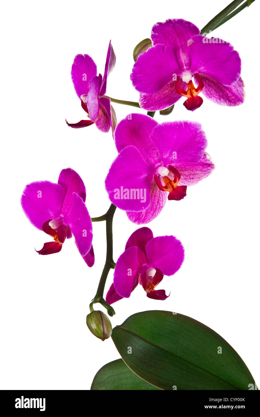 Pink orchid isolated on white background Stock Photo - Alamy