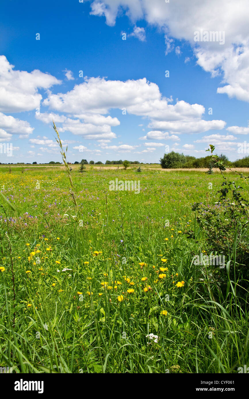 Field of wild flowers and cloudy blue sky Stock Photo - Alamy