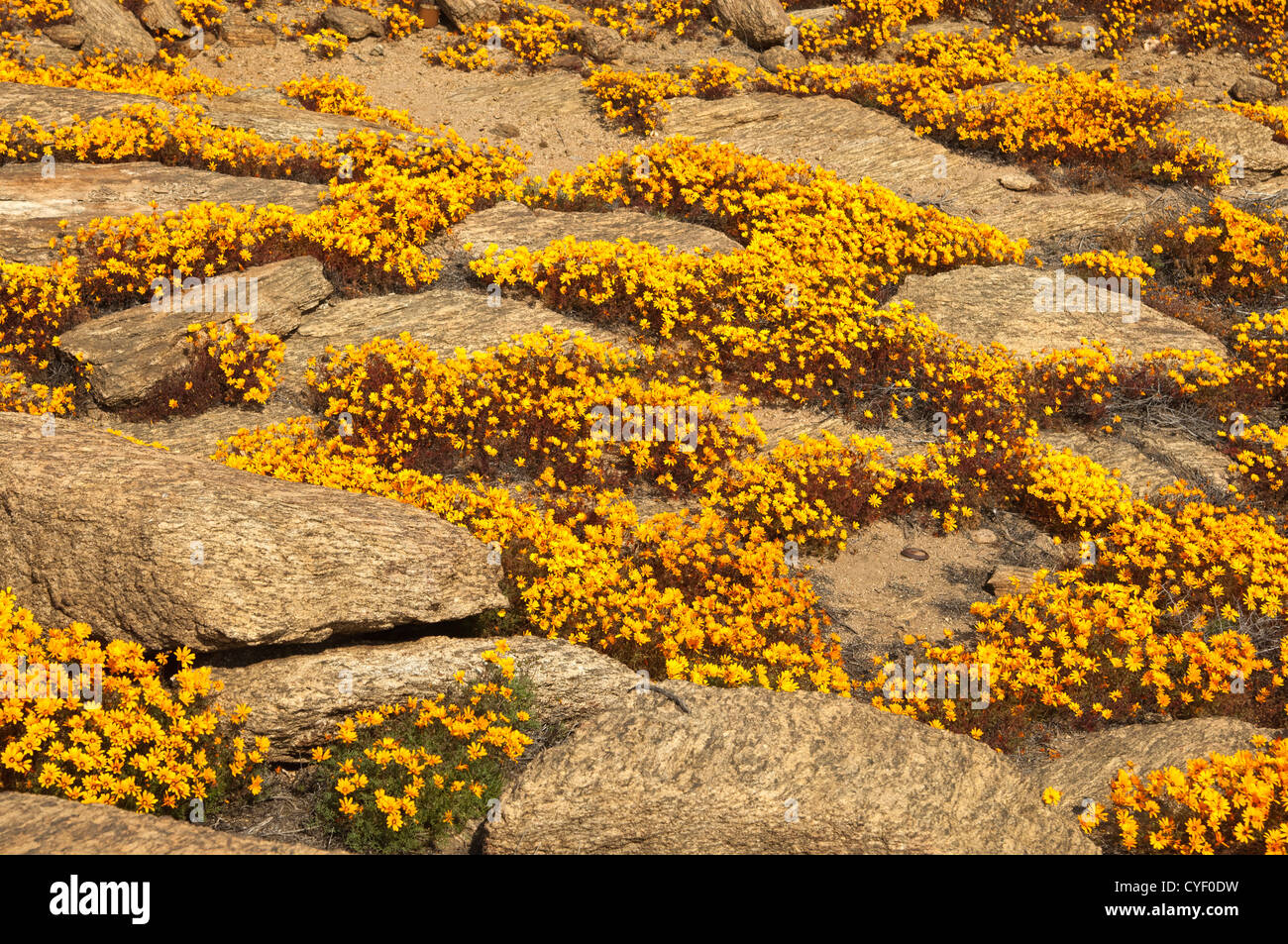 Spring flower display of Ursinia cakilefolia in Nababeep, Namaqualand, South Africa Stock Photo