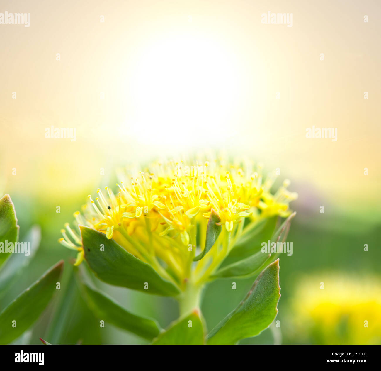 Colorful flower hi-res stock photography and images - Alamy