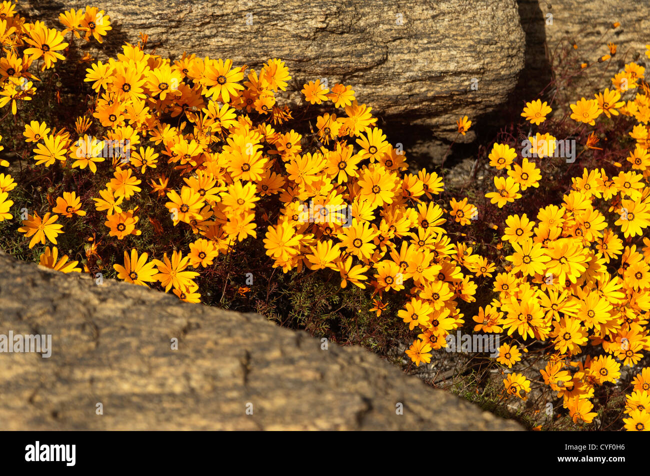 Spring flower display of Ursinia cakilefolia in Nababeep, Namaqualand, South Africa Stock Photo