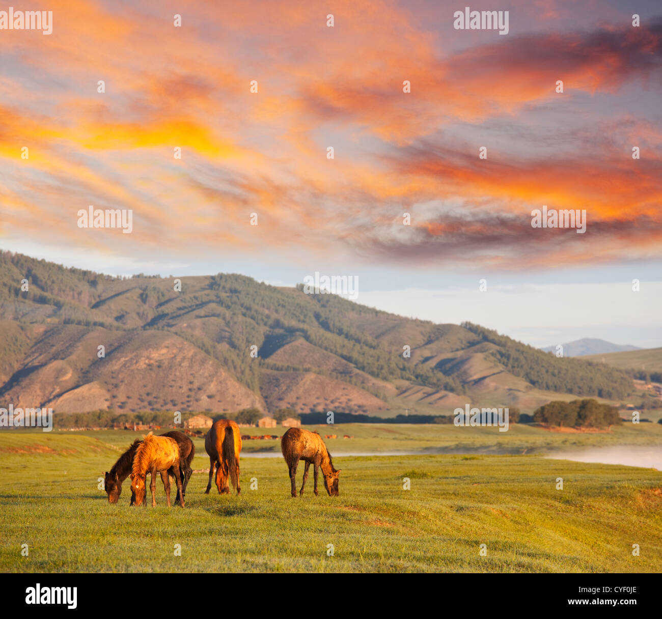 Horses in Mongolia Stock Photo - Alamy