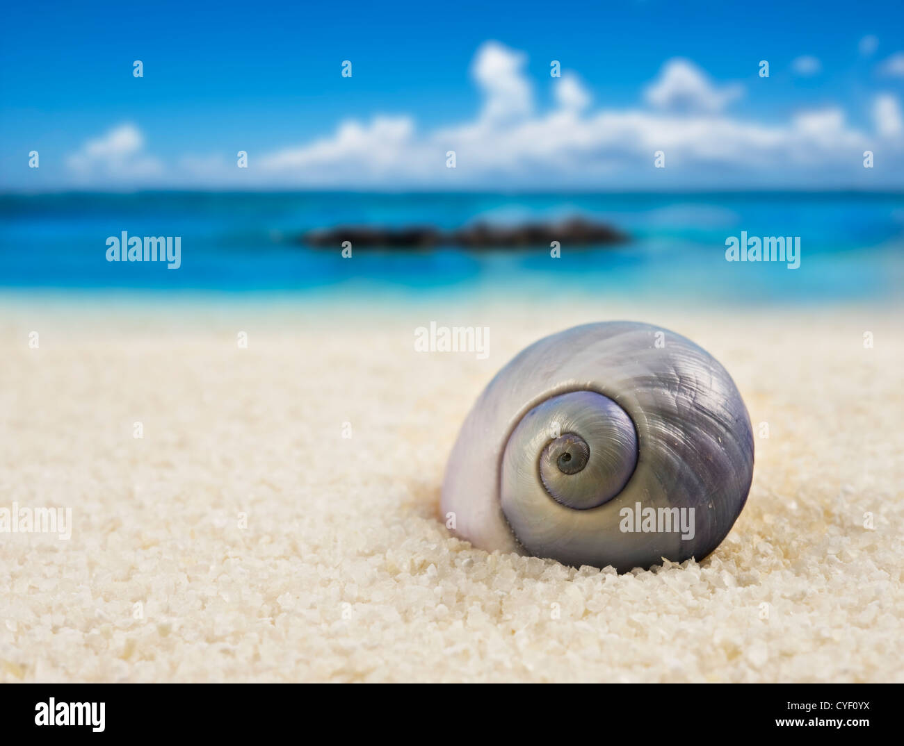 a Beautiful perfectly shaped sea shell on the beach Stock Photo Alamy