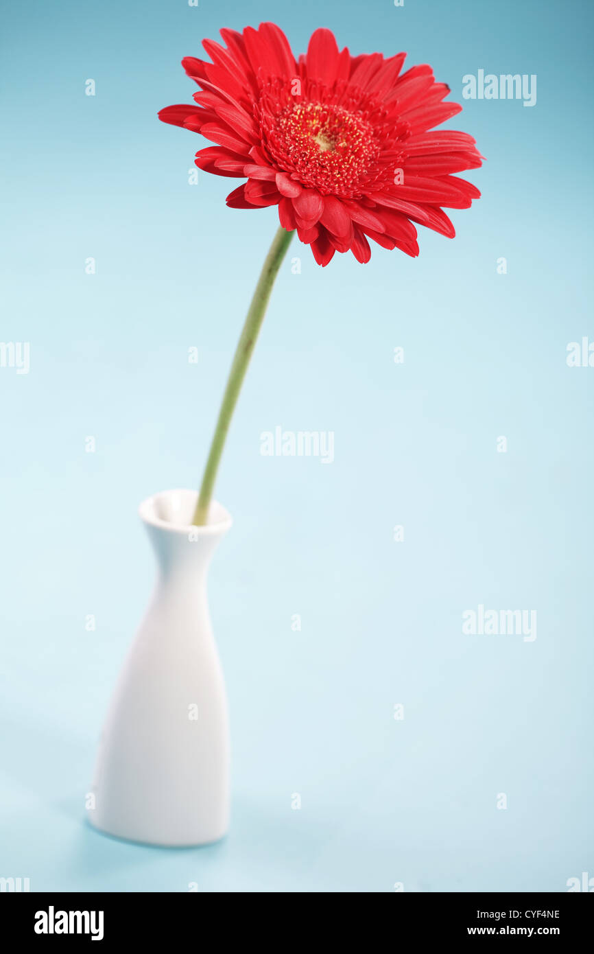 Flower in vase Stock Photo