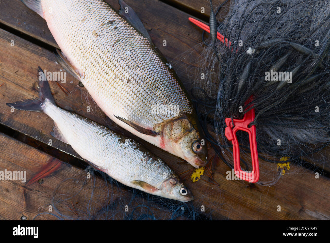 Two whitefishes on the dock, side by side with a fishnet. Stock Photo