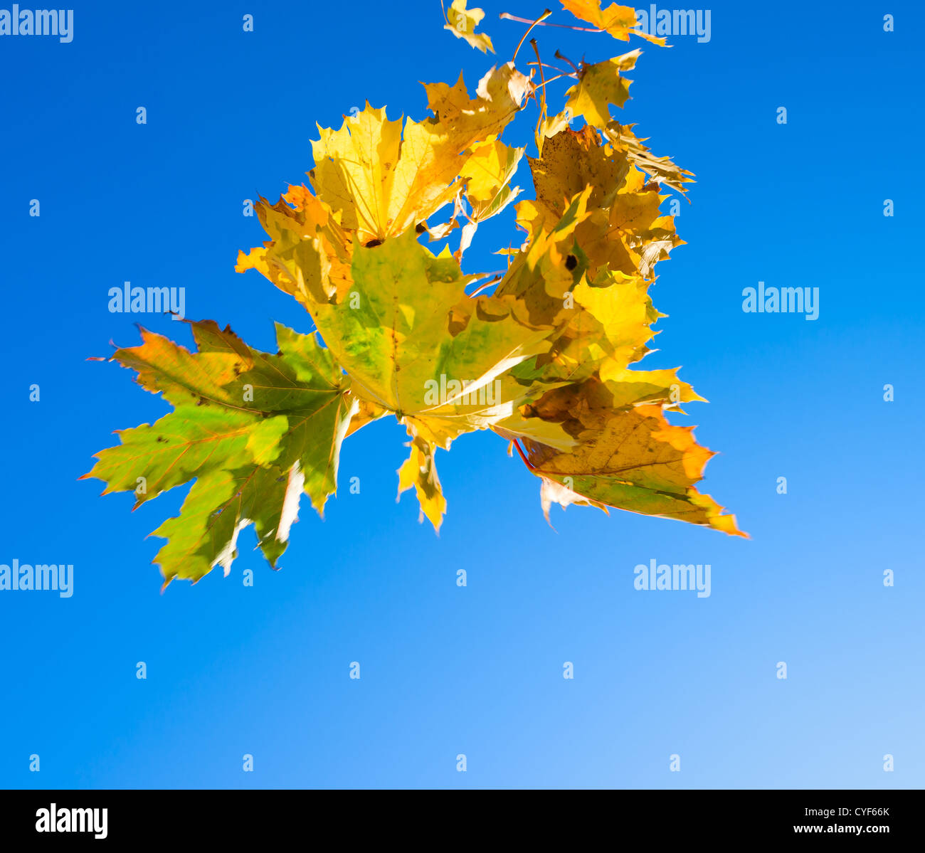 Maple leaves falling down, blue sky on the background. Stock Photo