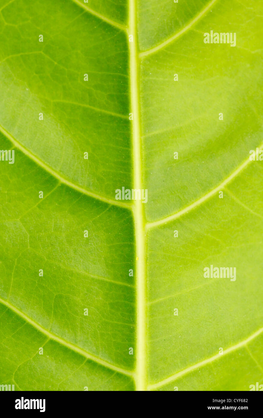 Green leaf close up nature background Stock Photo - Alamy