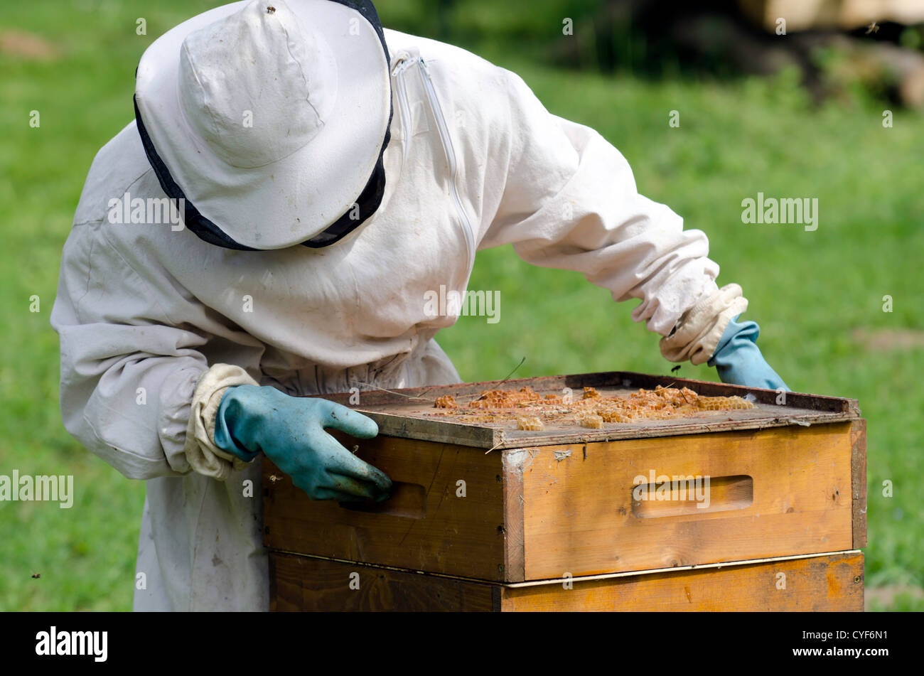 an apiarist at work Stock Photo