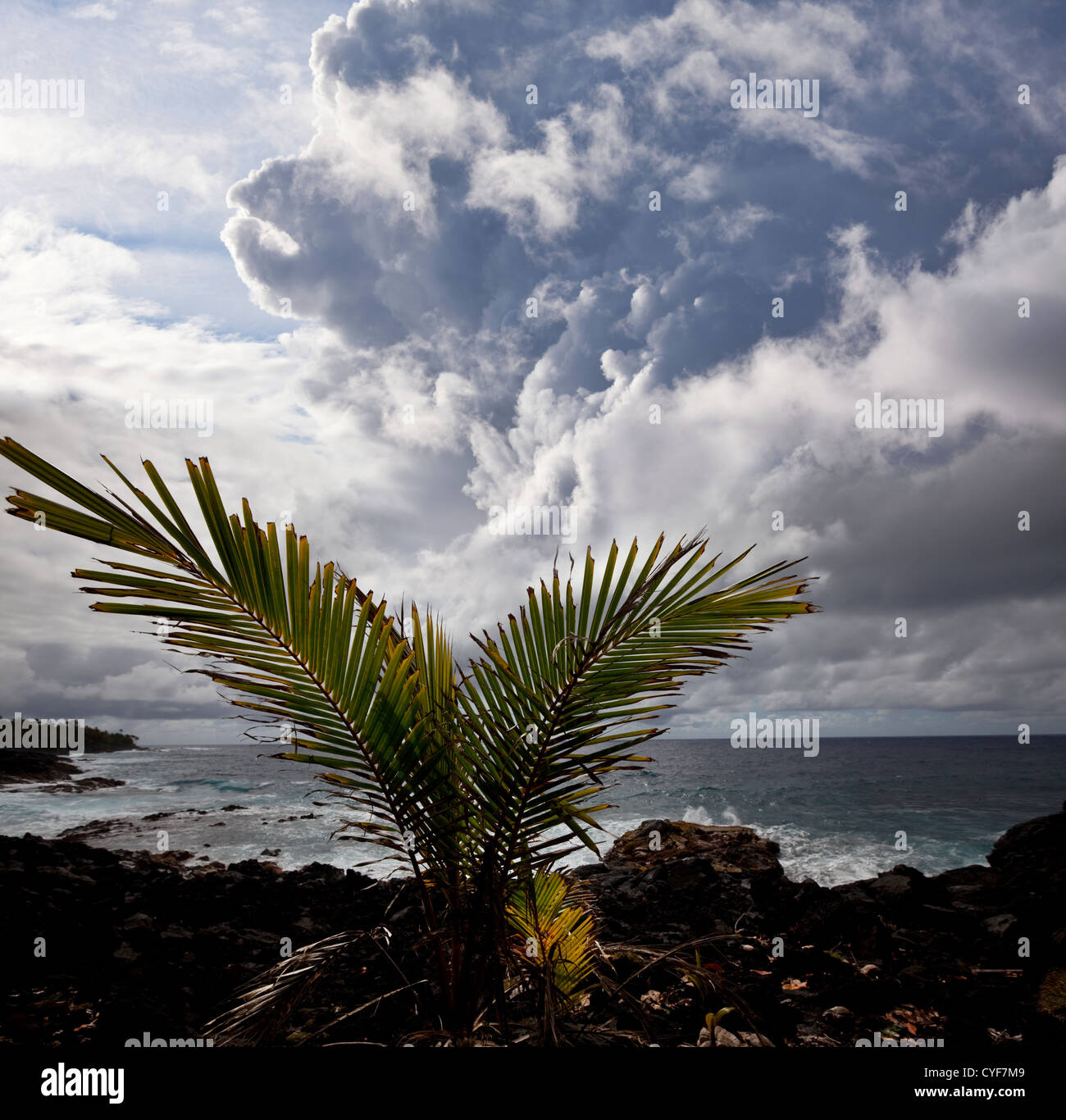 Hawaiian park hi-res stock photography and images - Alamy
