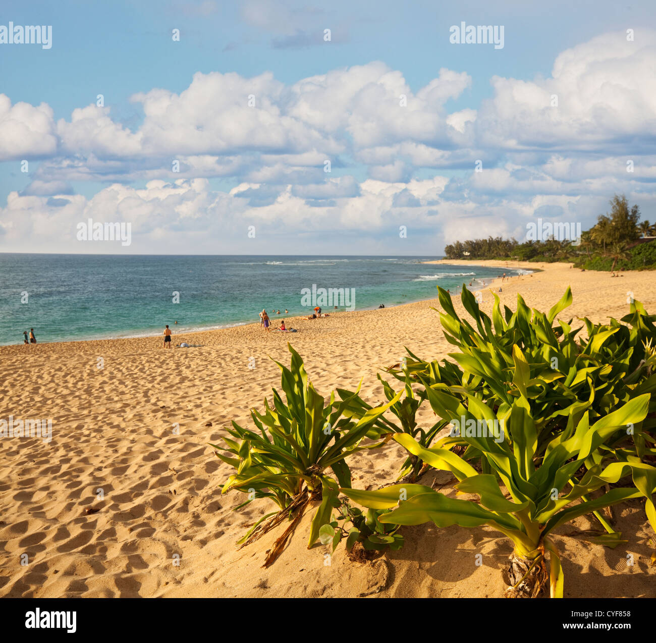 Hawaiian beach hi-res stock photography and images - Alamy