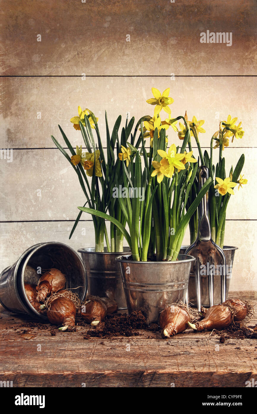 Potted daffodils with bulbs for planting Stock Photo Alamy