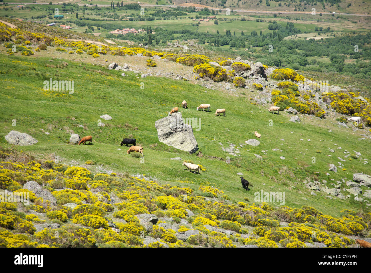 mountains at Gredos natural park in Avila Spain Stock Photo - Alamy