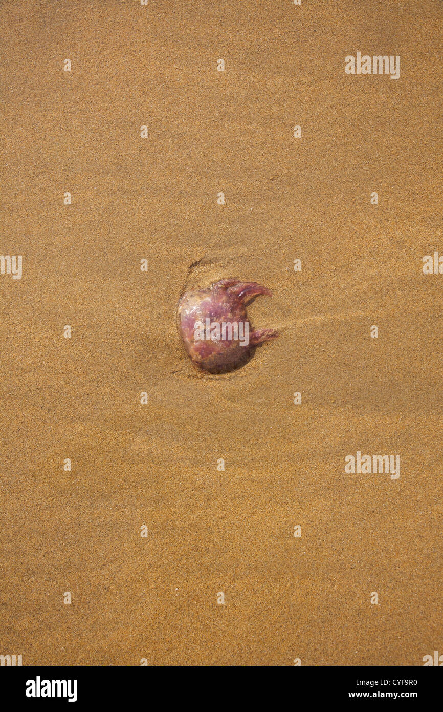 medusa lying on sand in a spanish beach Stock Photo Alamy