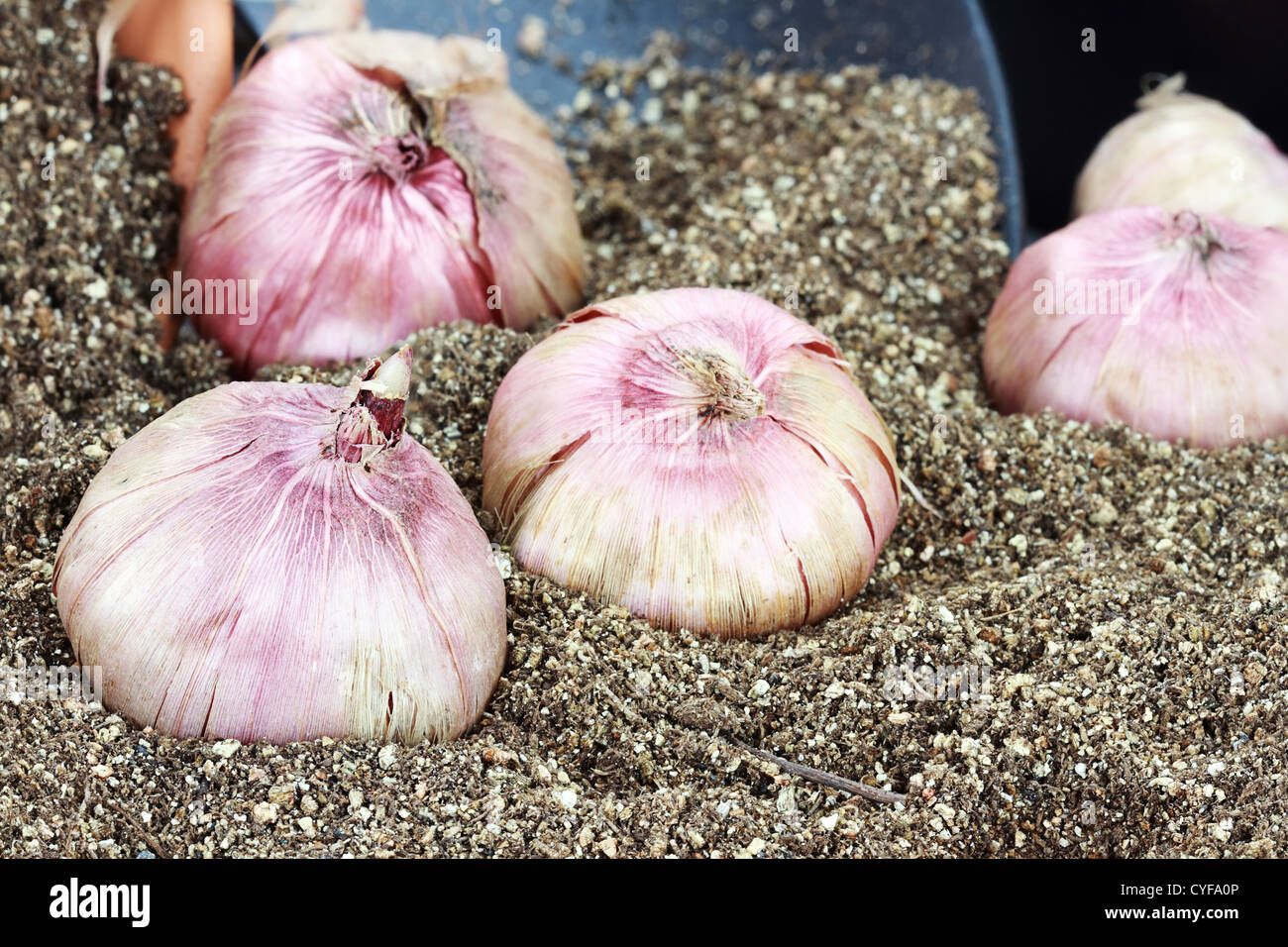 Flower corms or bulbs in potting soil with trowel. Stock Photo