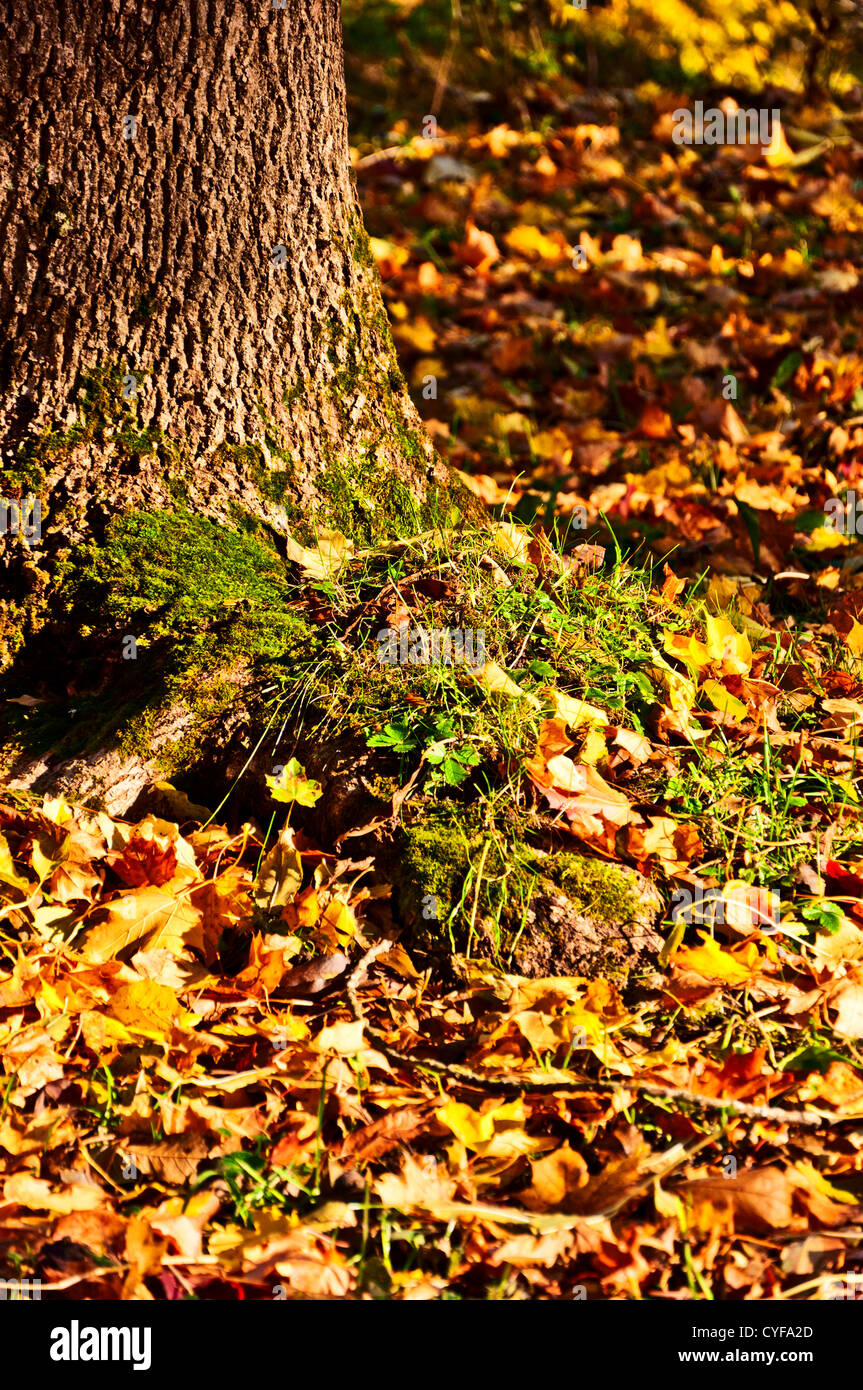 Tree in a forest in autumn Oslo, Norway Stock Photo