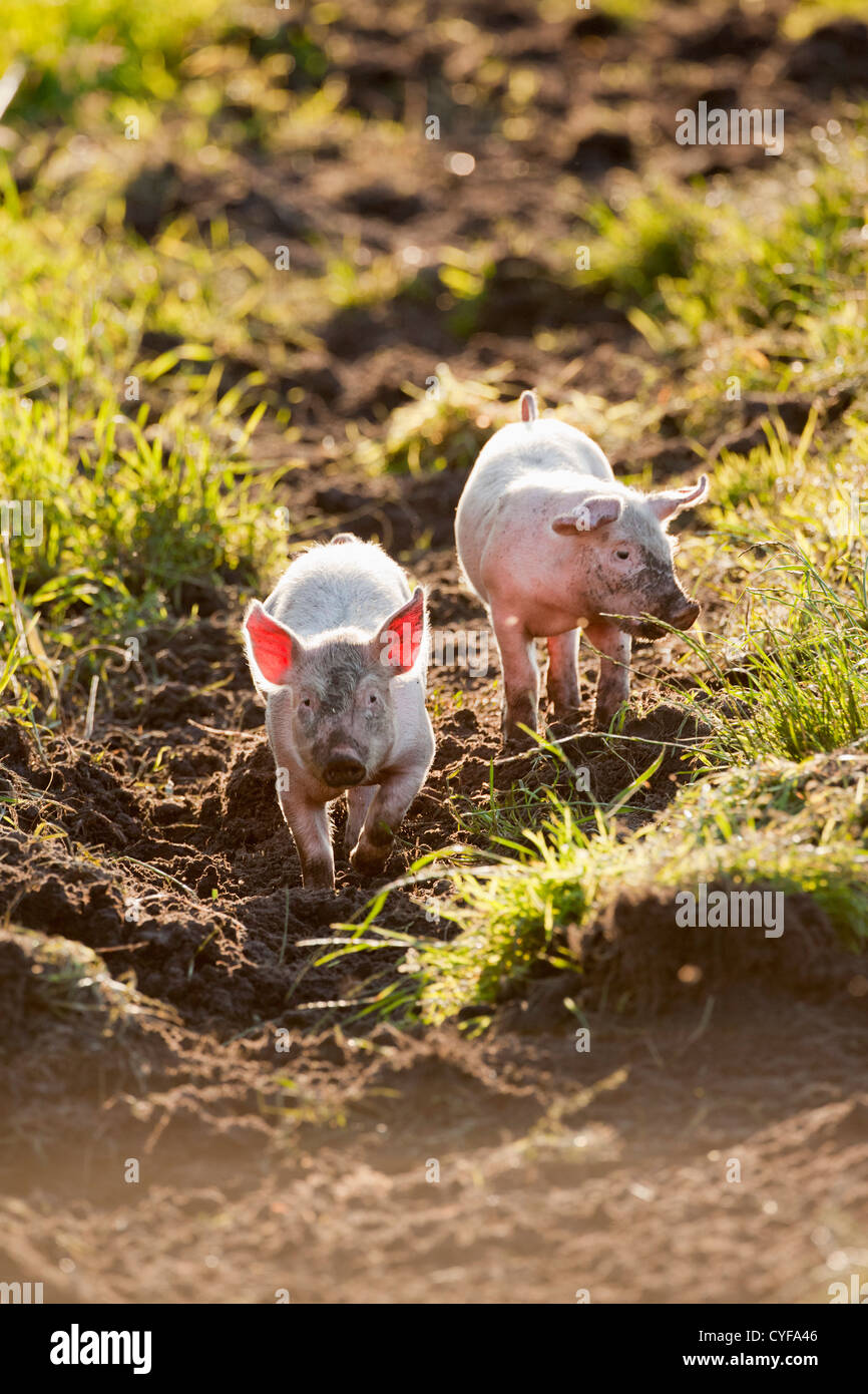 The Netherlands, Kortenhoef, Pigs. Piglets. Stock Photo