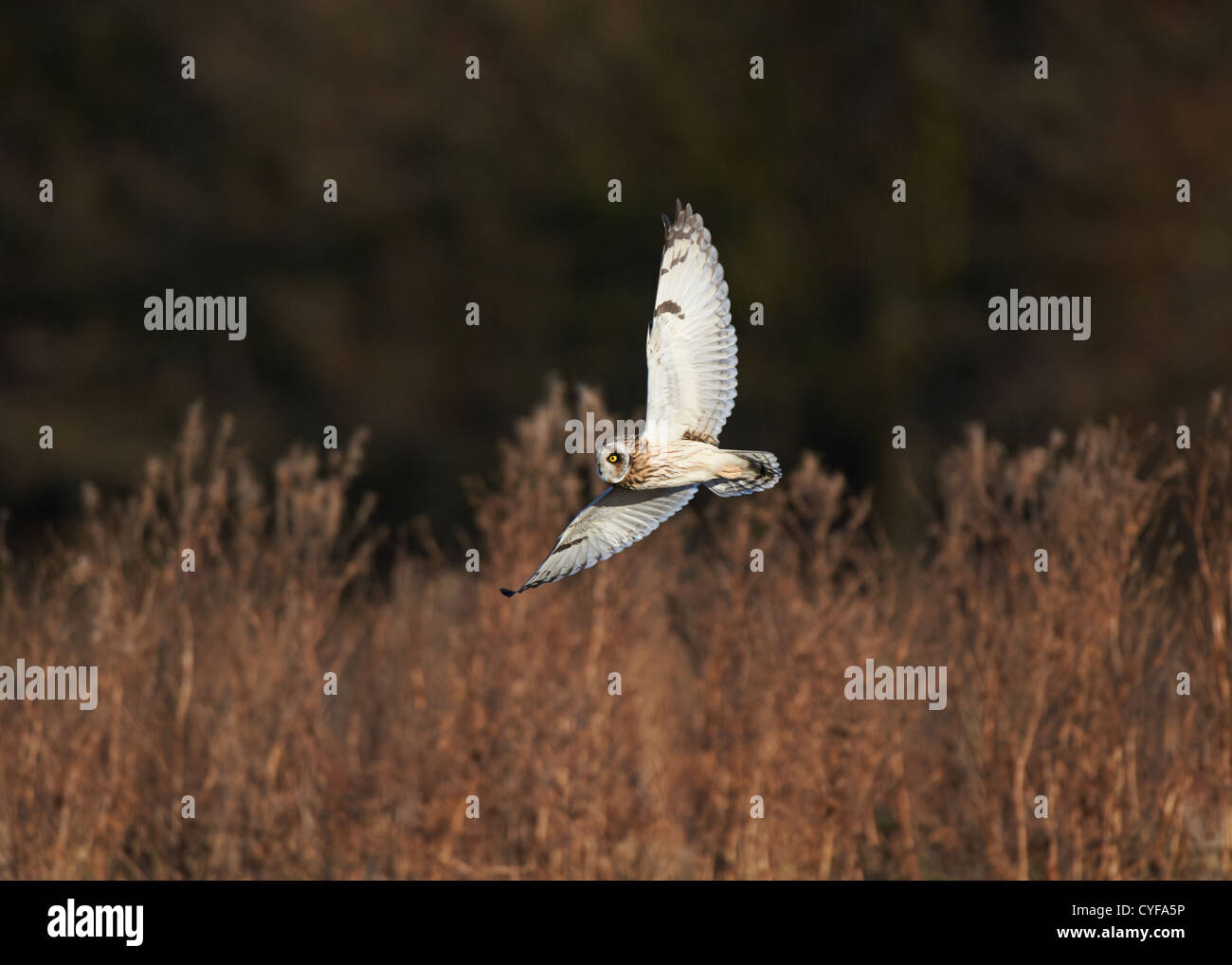 Short-eared Owl in flight Stock Photo - Alamy