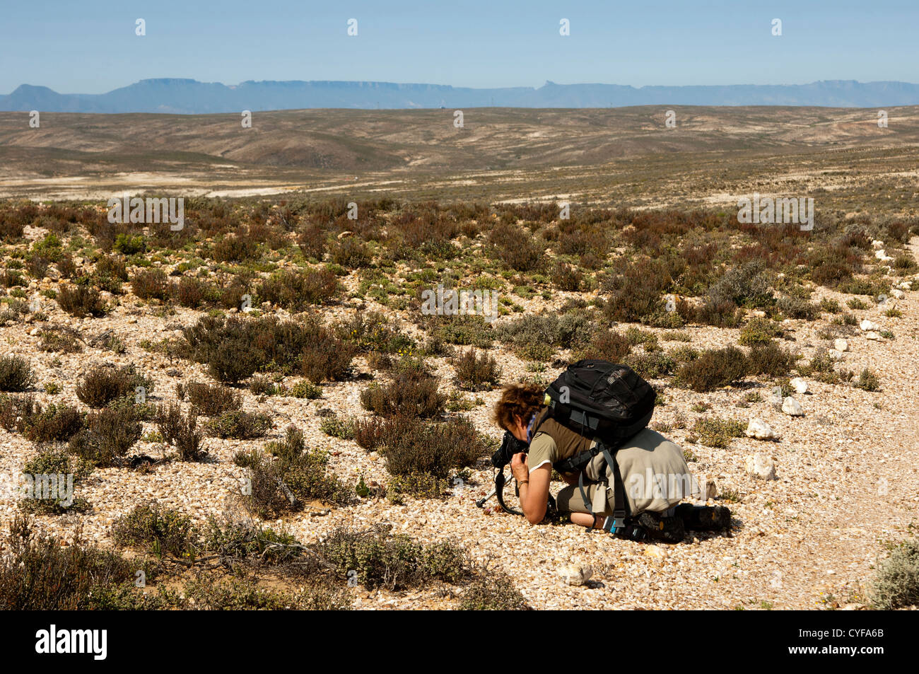 Botanist taking pictures of dwarf succulents in the Knersvlakte plateau near Vanrhynsdorp, South Africa Stock Photo