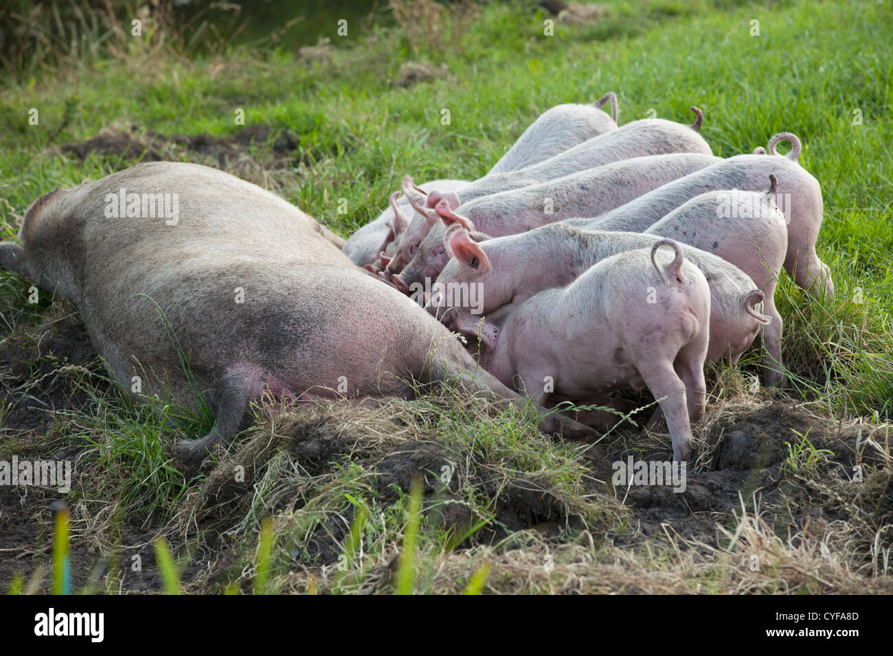 The Netherlands, Kortenhoef, Piglets drinking. Stock Photo