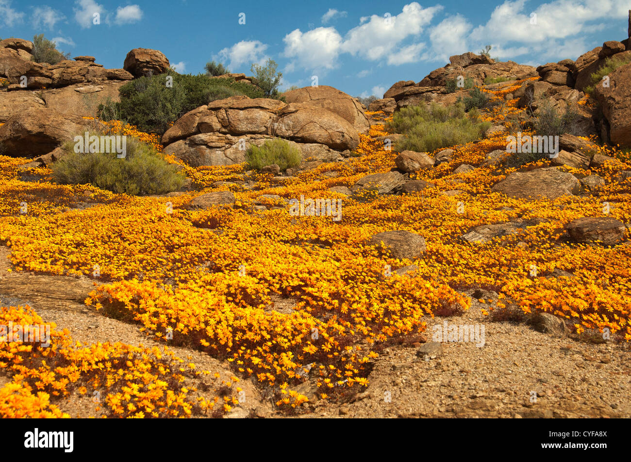 Spring flower display of Ursinia cakilefolia in Nababeep, Namaqualand, South Africa Stock Photo