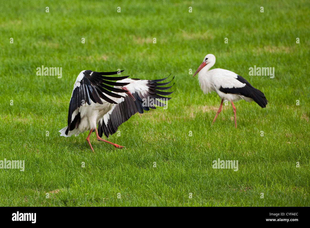 The Netherlands, 's-Graveland, Common storks. Stock Photo