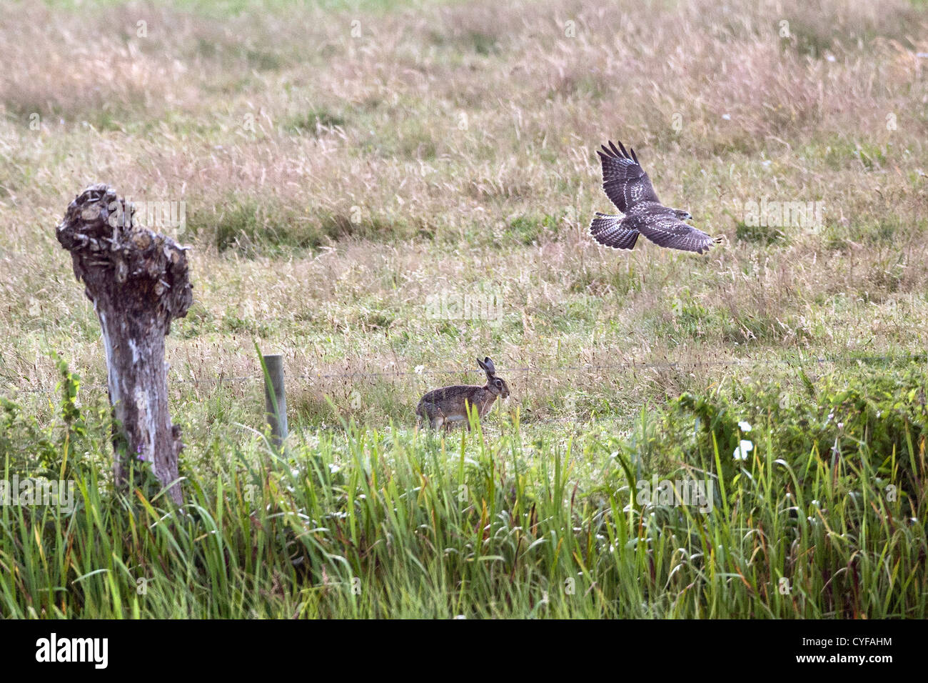 The Netherlands, 's-Graveland, Common Buzzard (Buteo buteo) chasing hare. Stock Photo