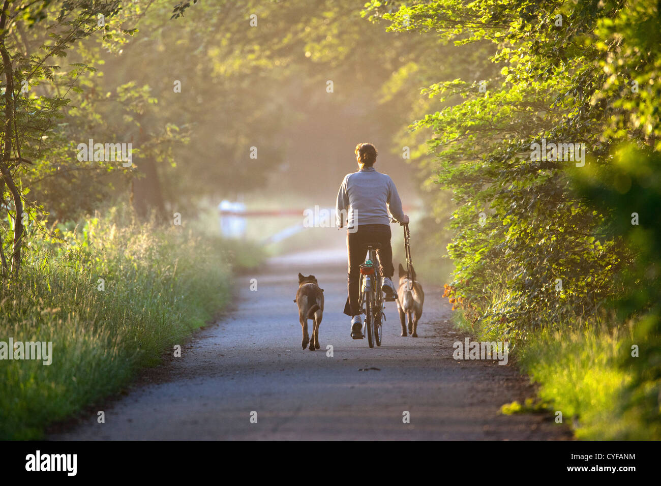 The Netherlands, 's-Graveland, Woman on bicycle and with dogs in the rural estate area called Spanderswoud. Stock Photo