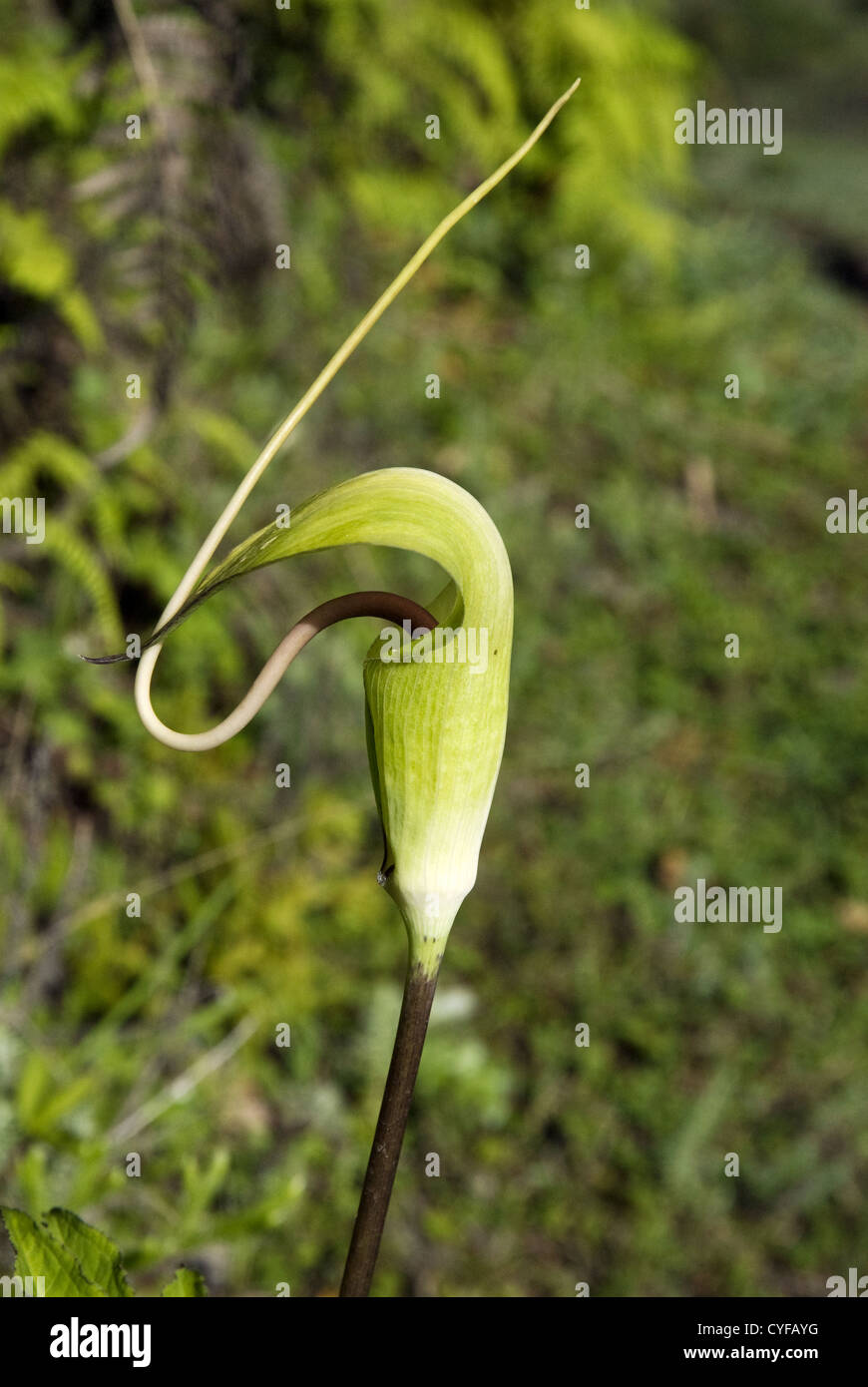 The Whipcord cobra lily stands tall, Tamang Heritage trail, Nepal Stock Photo