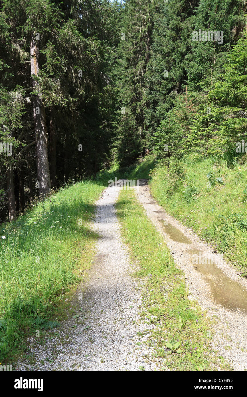 beautiful path between trees in Italian Alps Stock Photo