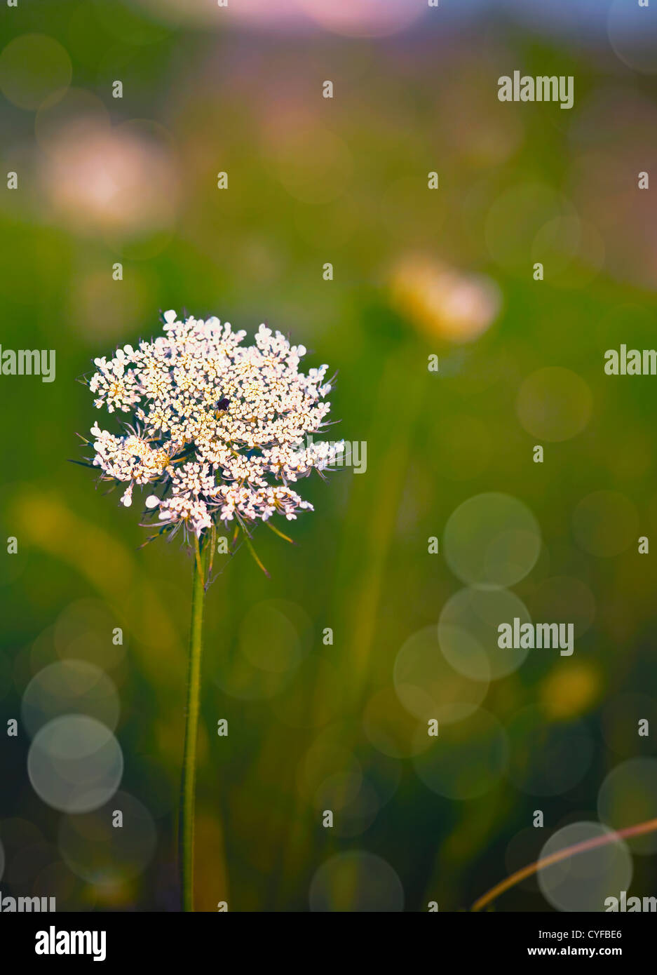 Queen Anne's Lace, a wild flower of the carrot family, growing in an open field. Stock Photo