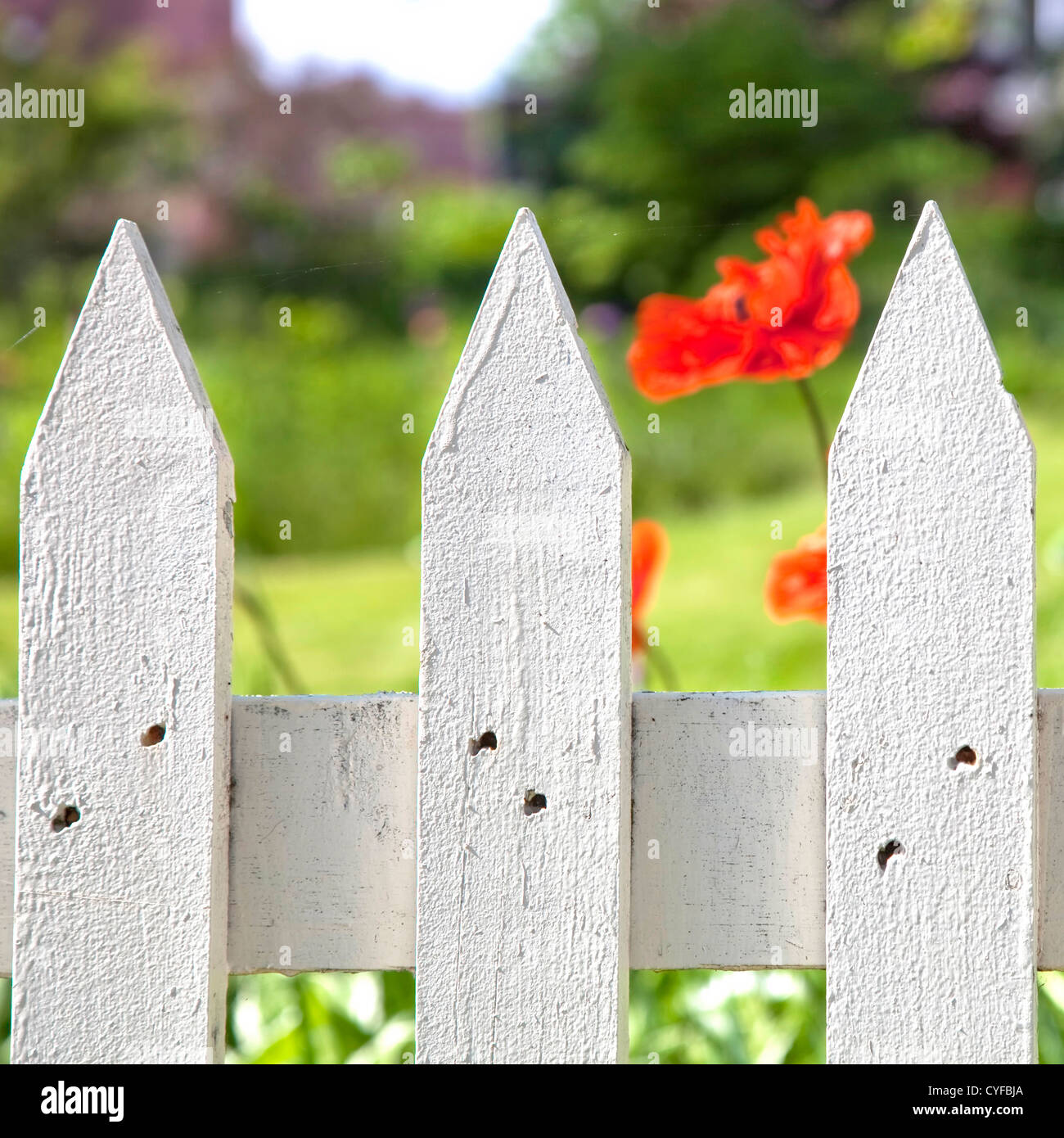 Detail of a painted white picket garaden fence with an oriental poppy in the background. Stock Photo