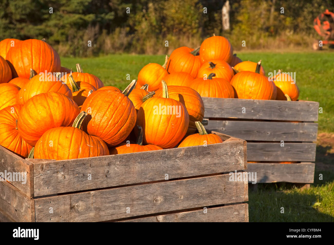 Newly Picked Farm Fresh Pumpkins Stock Photo Alamy