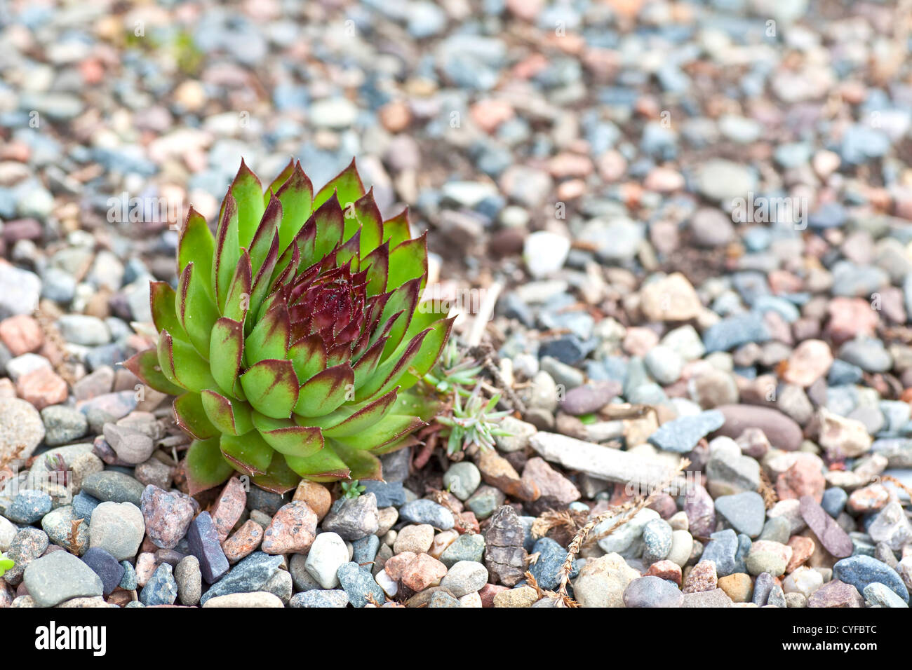 An alpine succulent forming a compact rosette in a gravel bed. Stock Photo