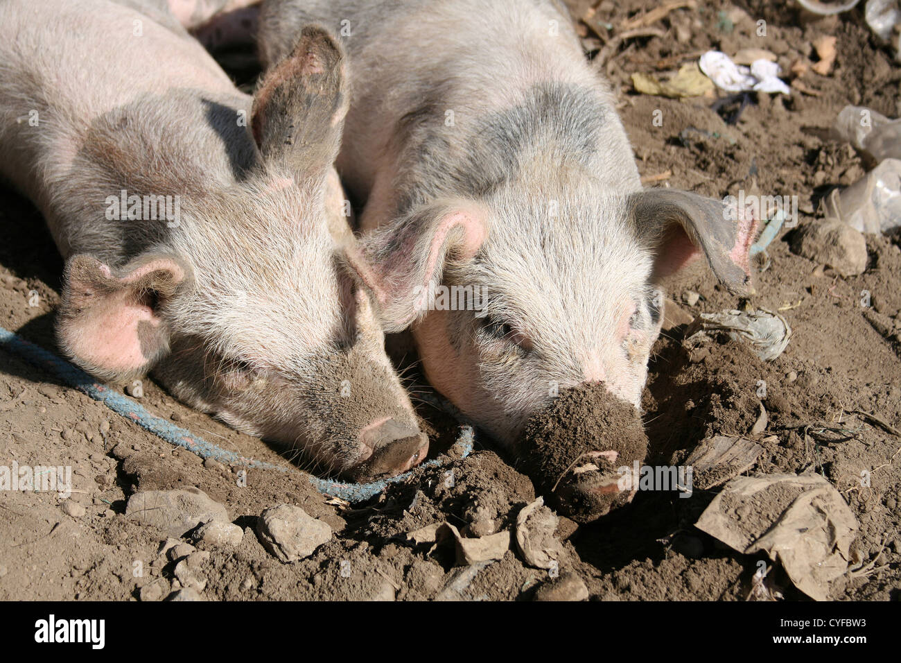 Pigs wallowing in mud hi-res stock photography and images - Alamy