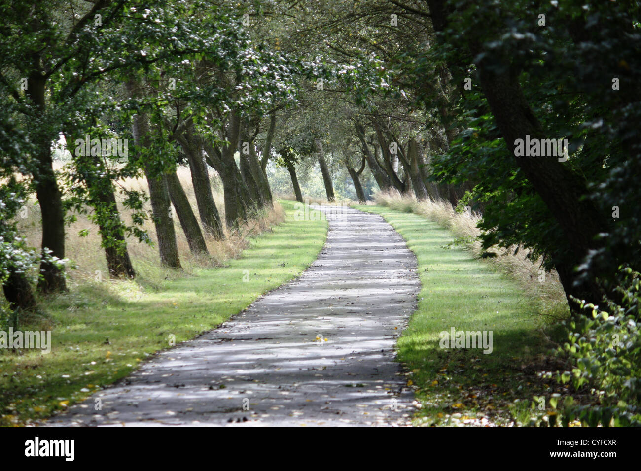 Leaning trees lining a curved driveway Stock Photo Alamy