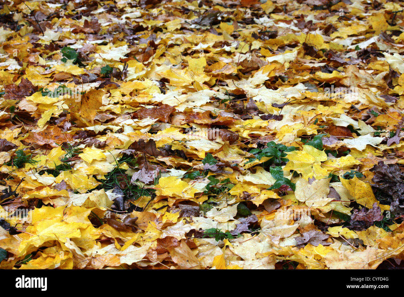Coloured maple leaves hi-res stock photography and images - Alamy