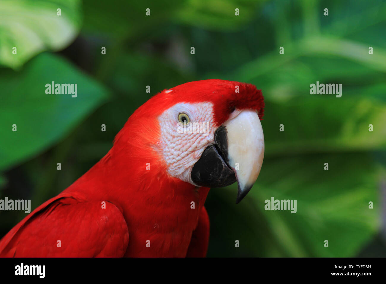 parrot hi-res stock photography - Alamy